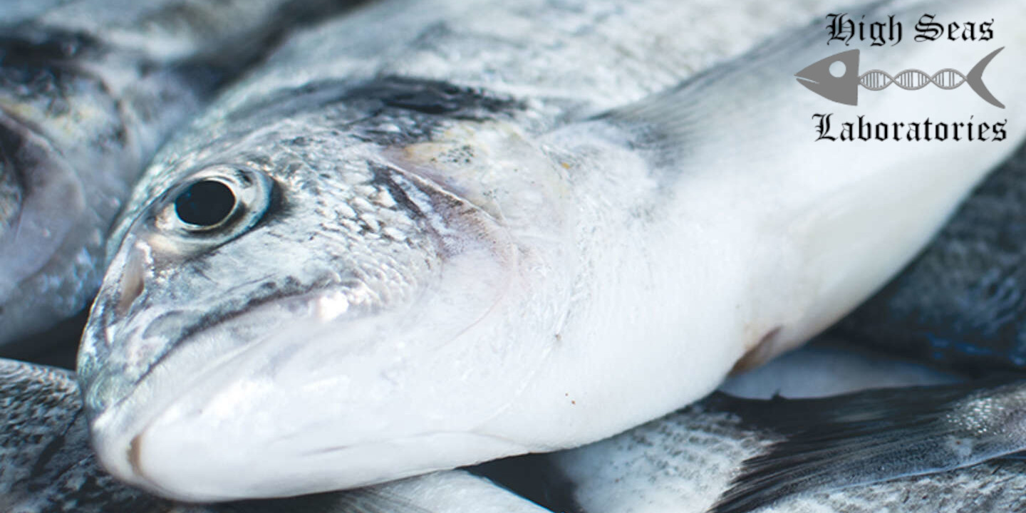 fish with high seas laboratories logo overlaid in top right corner